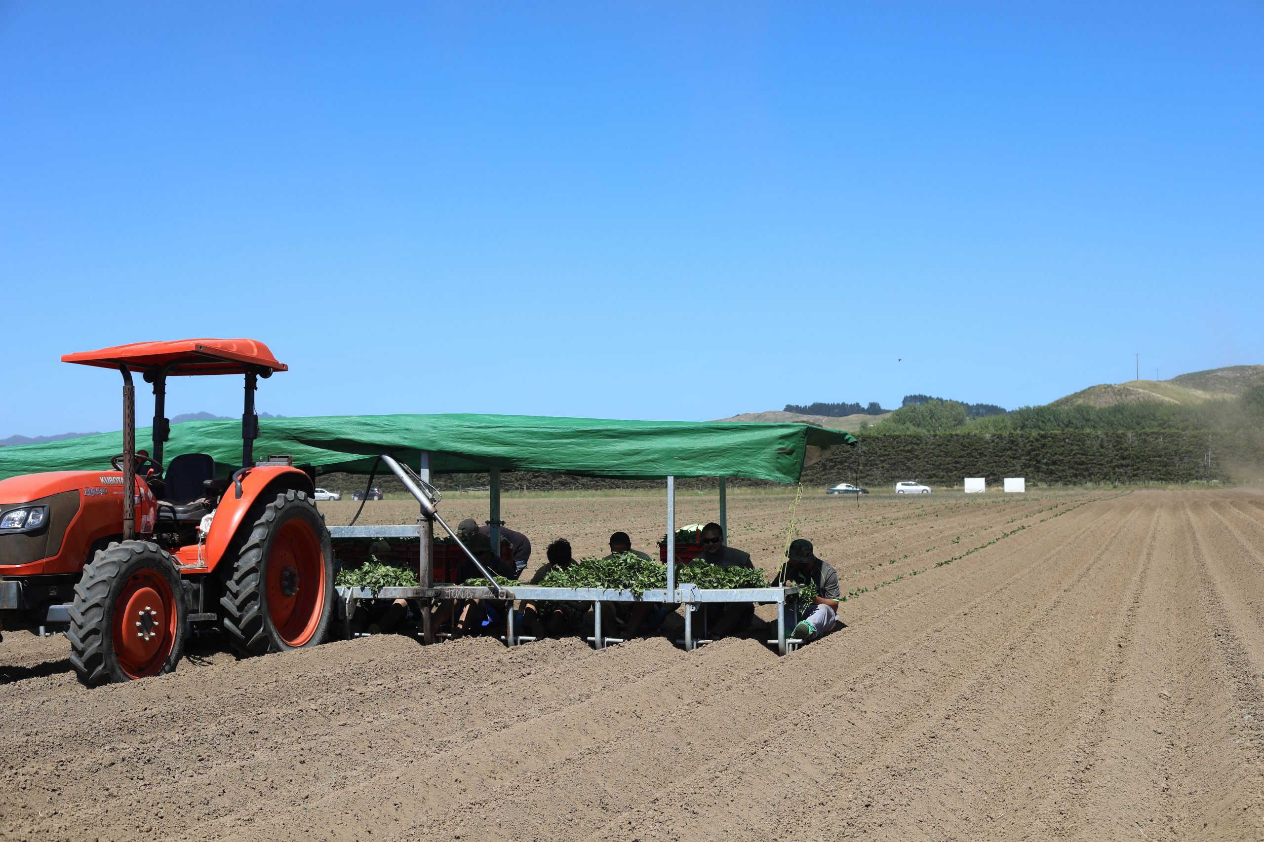 Where is our kumara grown? Fieldco Ltd