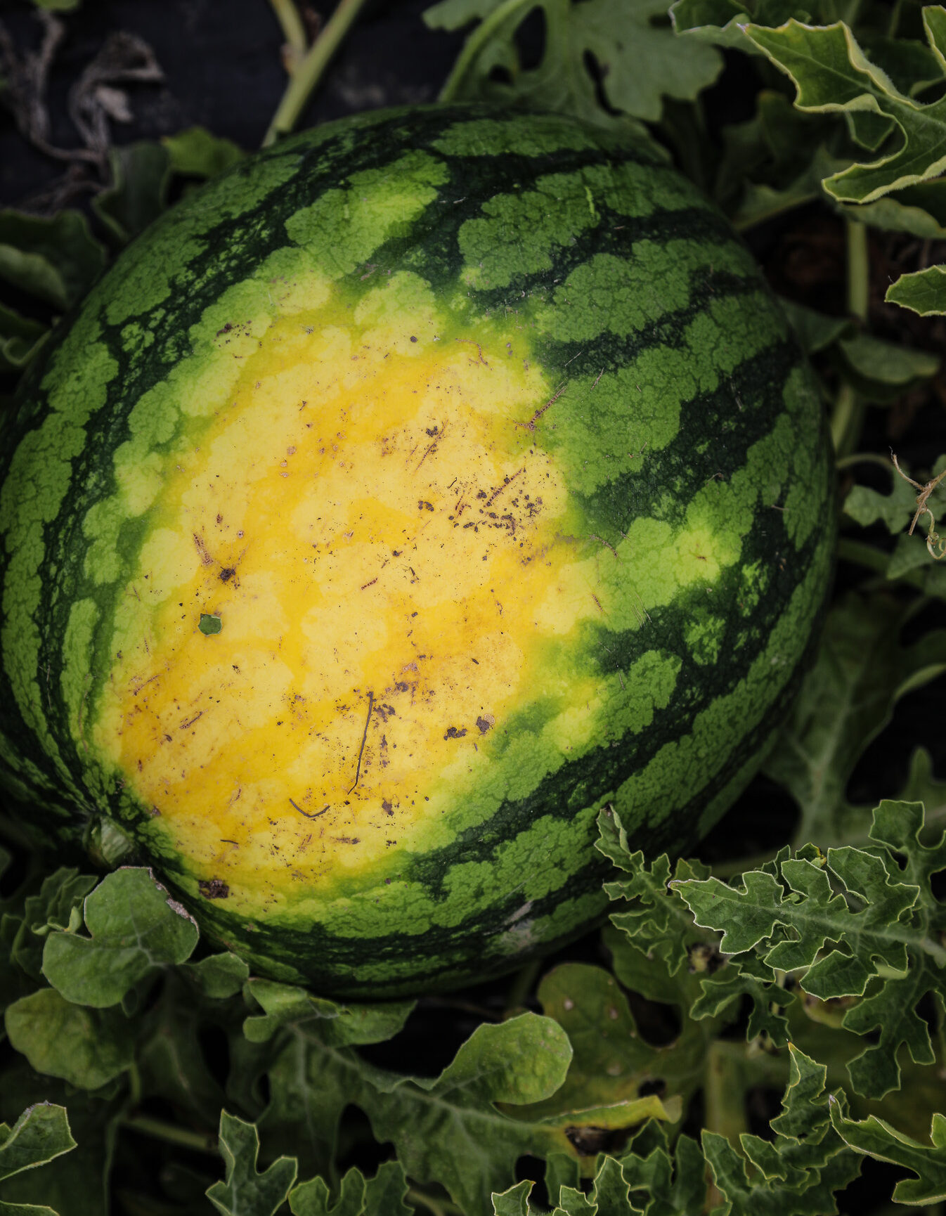 How to pick a ripe watermelon fieldco ltd