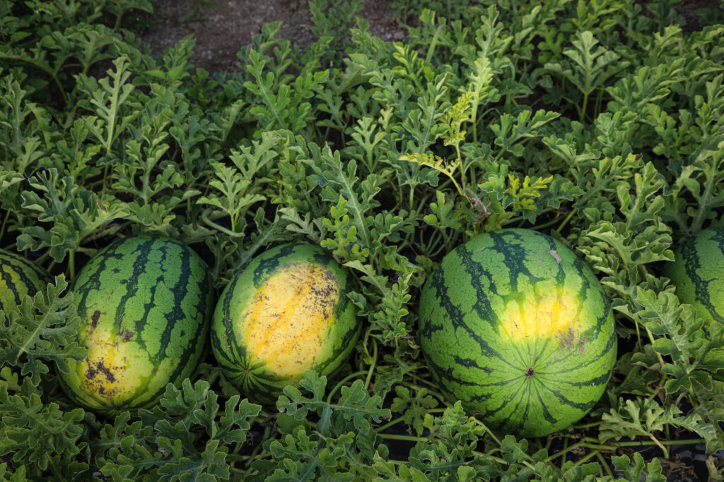 How to pick a ripe watermelon